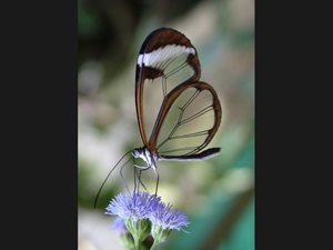 006-Glas-Butterfly-Costa-Rica-Monte-Verde-Guanacaste-1278