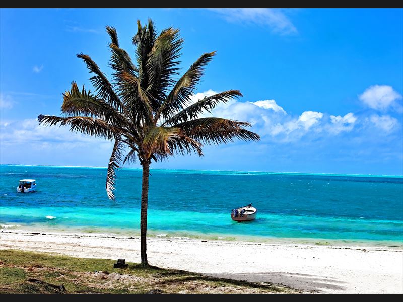 Palm tree - Mauritius