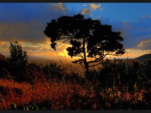 002-Tree-at-Sunrise-Mauritius-5104-6