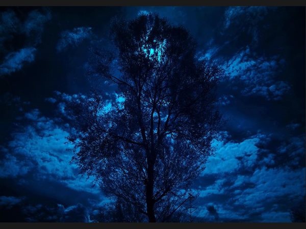 Moonlight Tree