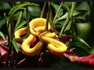008-Yellow-Snake-Costa-Rica-Turrialba-Cartago1856