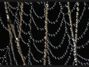 009-Spider-Webs-Vietnam-Bac-Ha-3848
