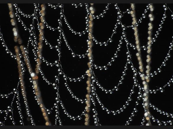 Spider Webs - Vietnam -Bac Ha